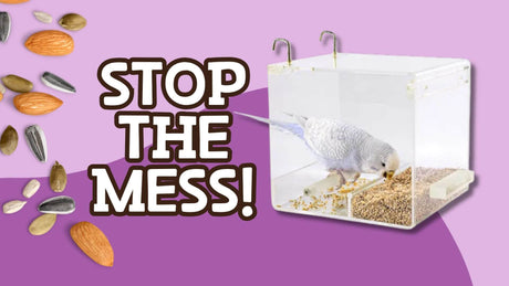 Why Is My Bird So Messy? Cut Food Waste with the Bainbridge Feeder