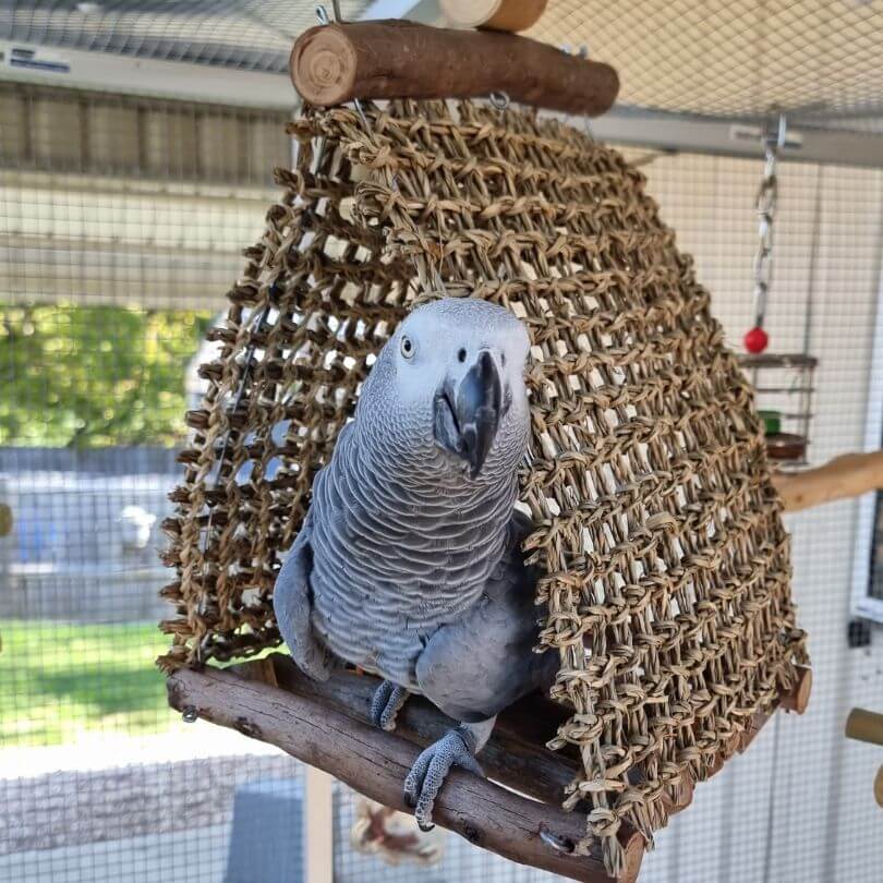 Aussie Triangle Hut