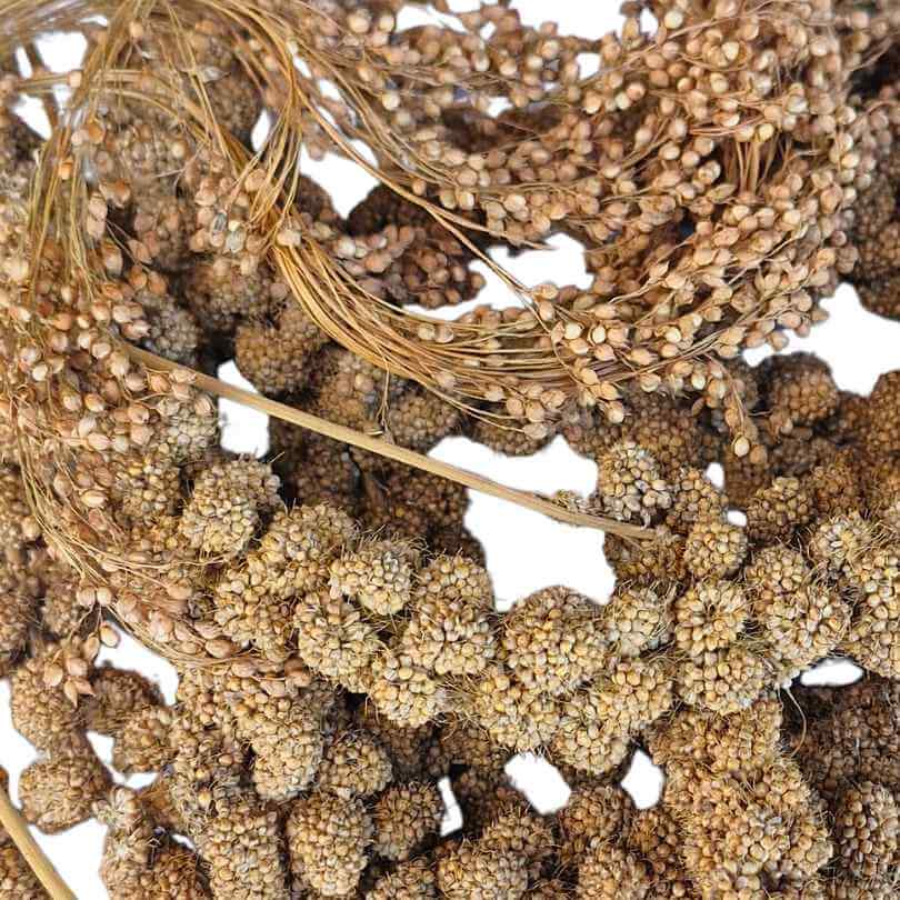 Avione Mixed Millet Sprays