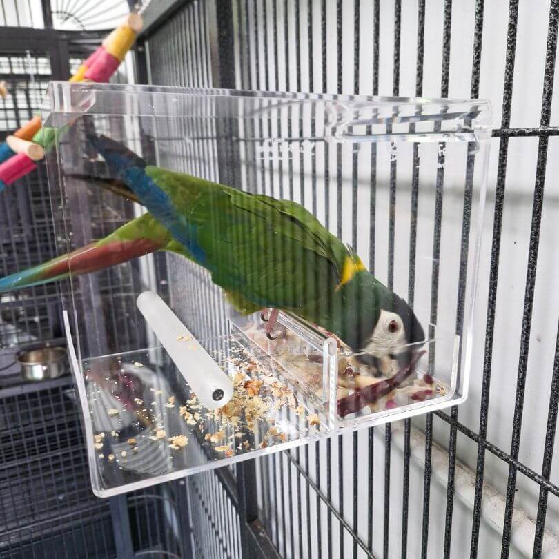 Bainbridge Mess Free Bird Feeder