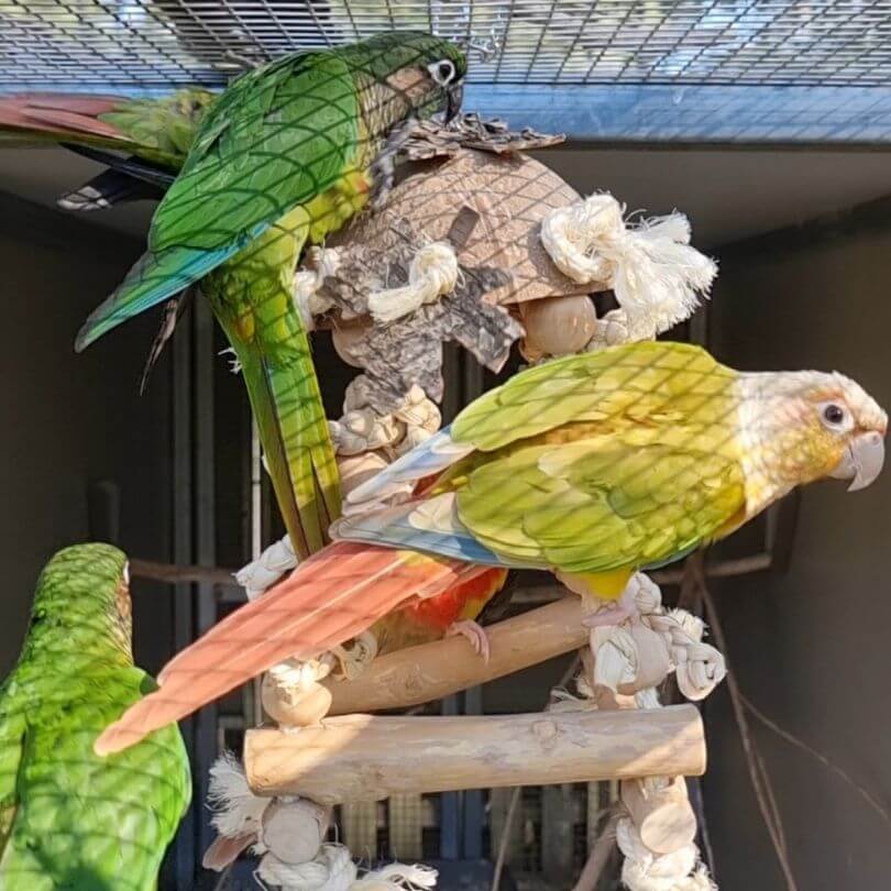 Bird Naturals Java Hut Swing