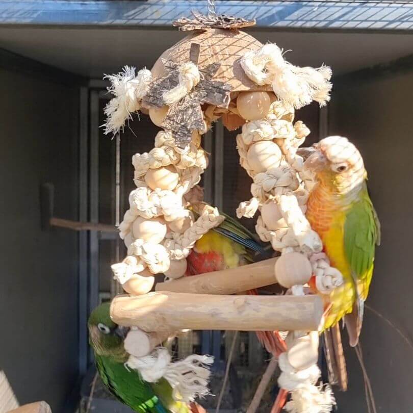Bird Naturals Java Hut Swing
