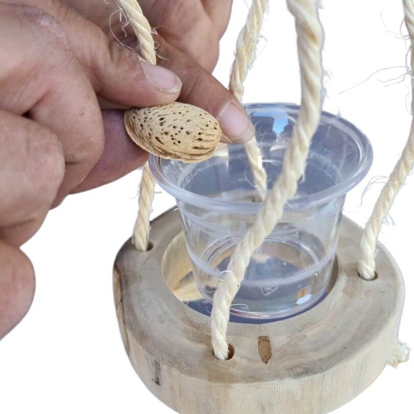 Double Java Trunk Forager