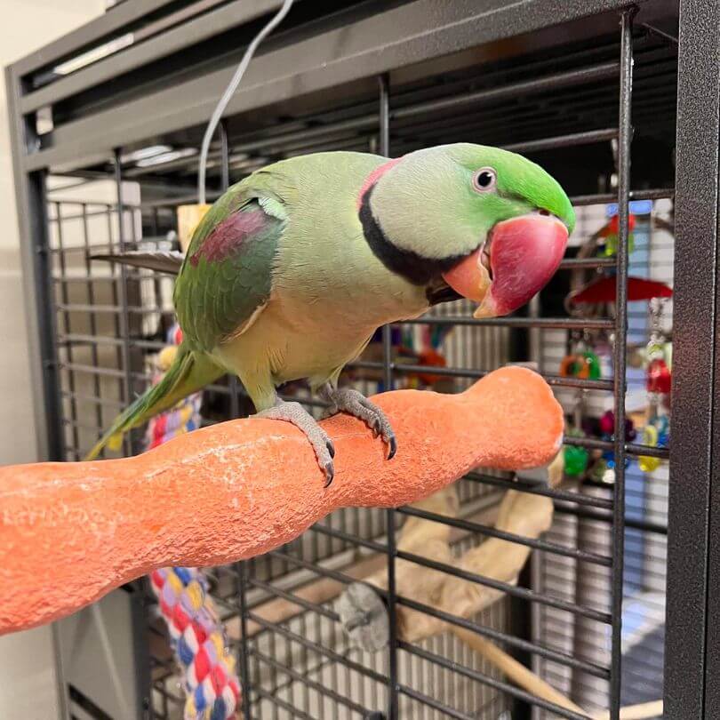 Footcare Wavy Mineral Perch