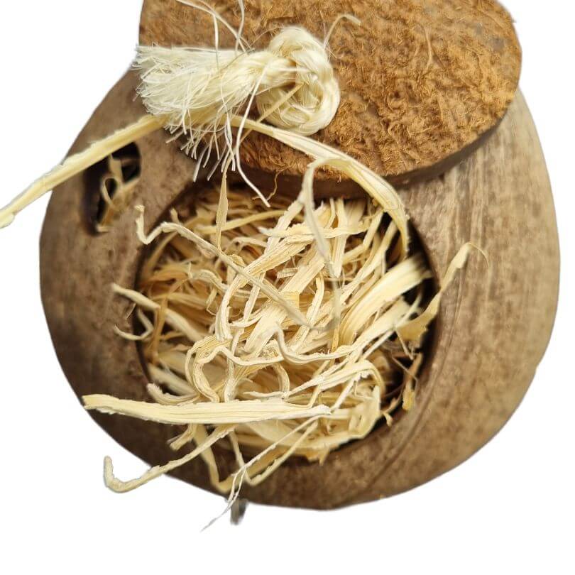 Go Nuts Forager