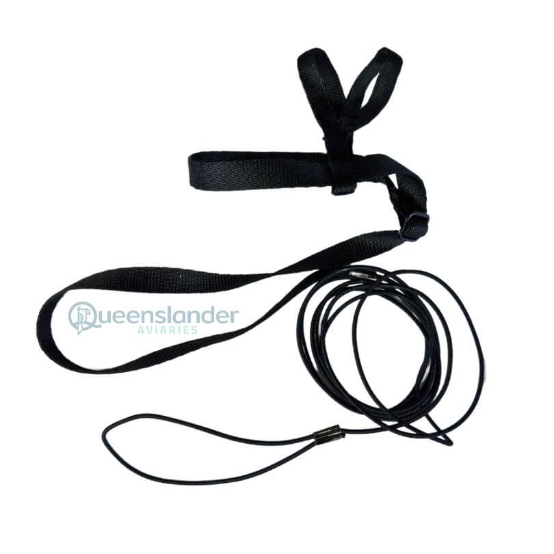 Prestige Bird Harness and Leash - Black