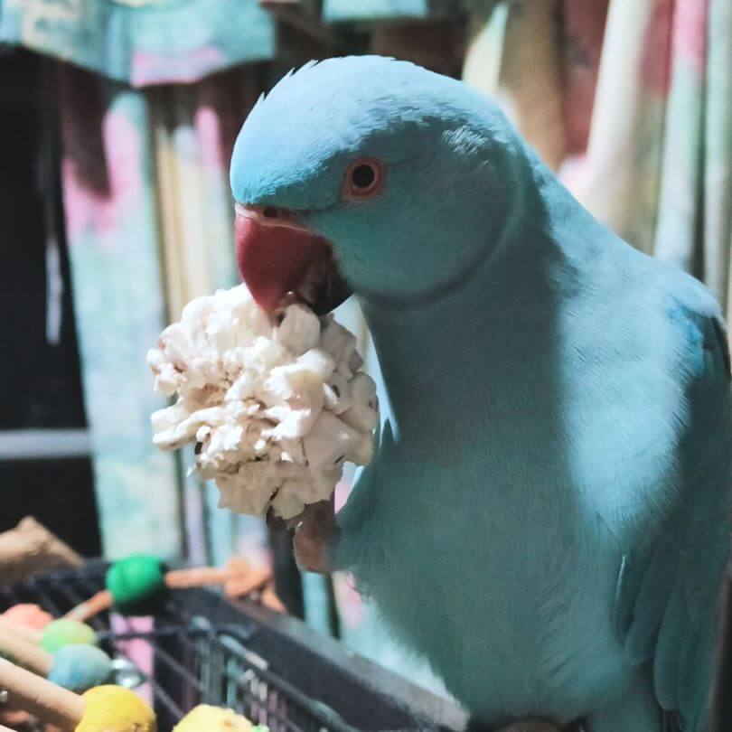 Sola Chew Balls
