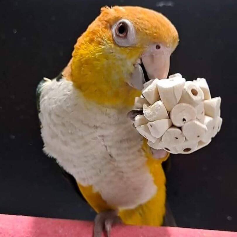 Sola Chew Balls