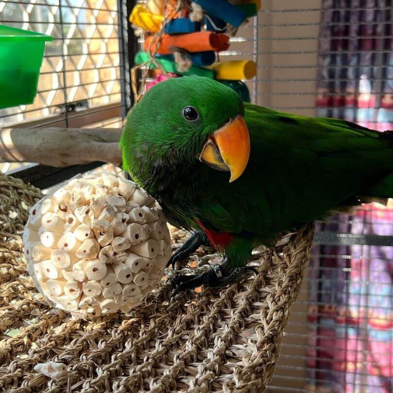 Sola Chew Balls