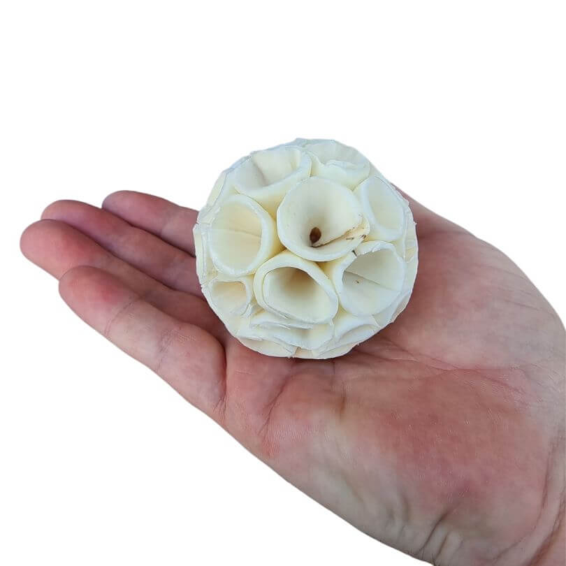 Sola Coral Chews 5pk