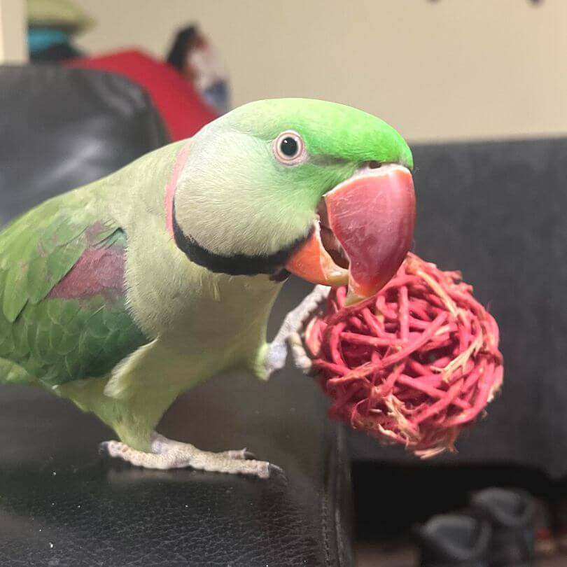Wicker Ball Foot Toy