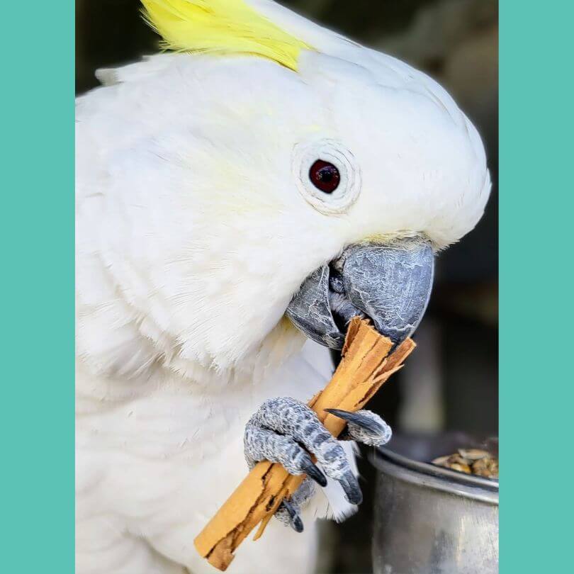 Raw for Birds Cinnamon Quills