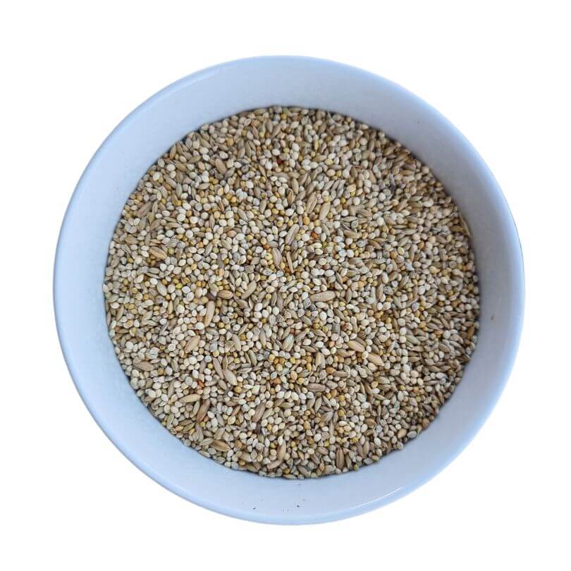 Basic Budgie Seed Blend