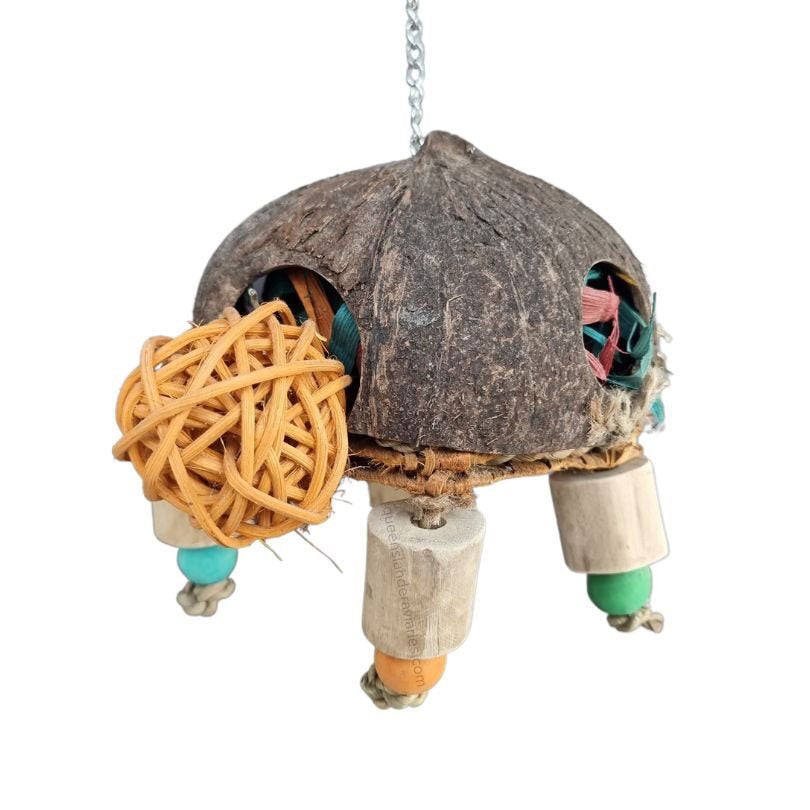 Coconut Turtle Forager