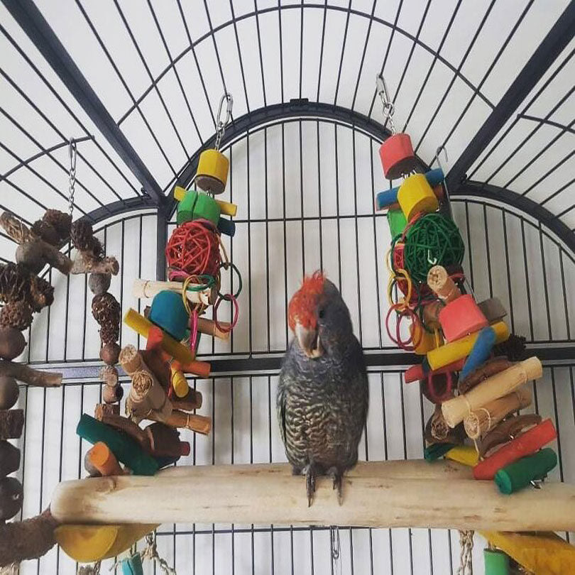 Mega Parrot Swing and Play