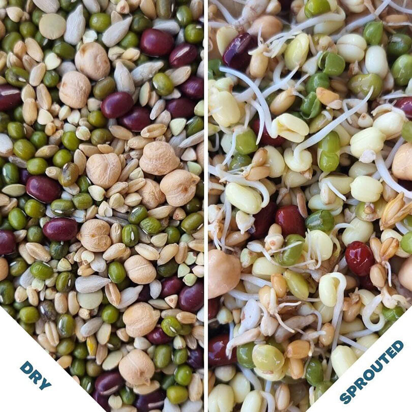 Raw for Birds Sprouting Blend