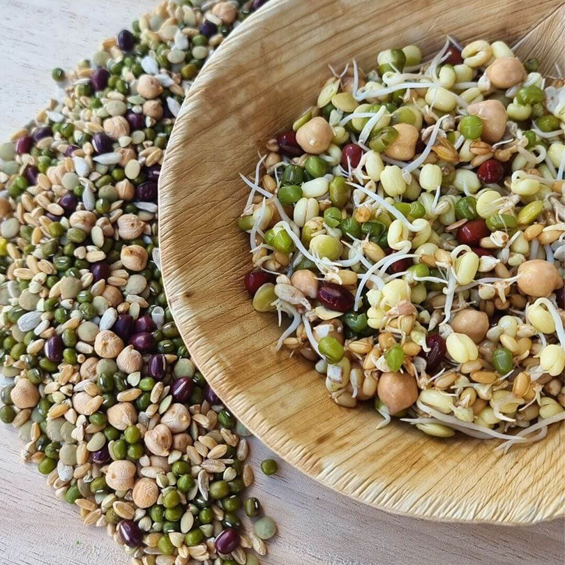Raw for Birds Sprouting Blend
