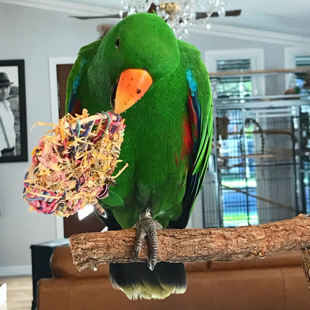Raw for Birds Floral Foot Toys 3pk