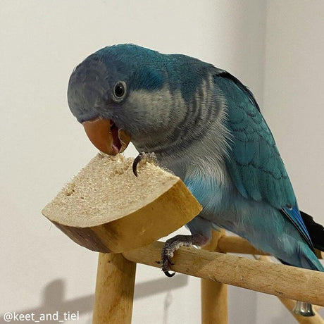 Yucca Parrot Chips