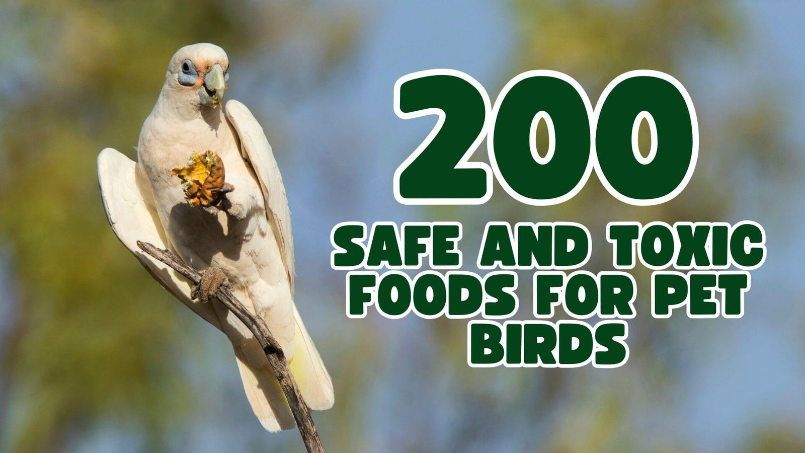 200 Safe and Toxic Foods for Pet Birds: The Ultimate 2026 Guide