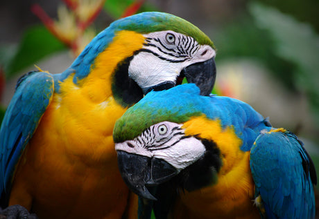 Toxic items for birds