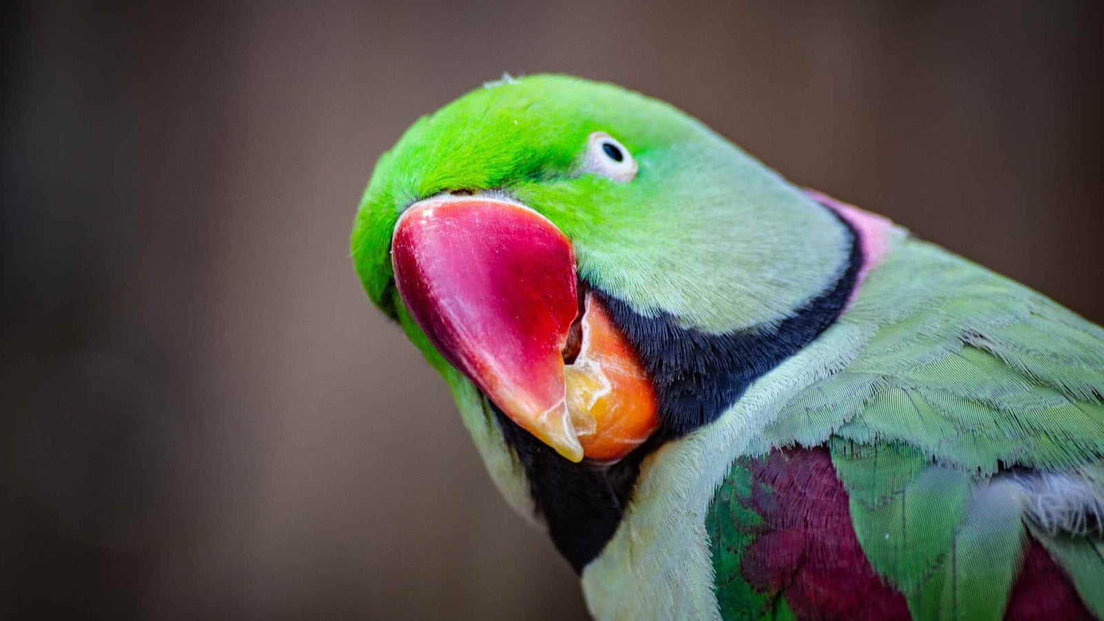 Alexandrine Toys in Australia: What Survives a Strong Chewer