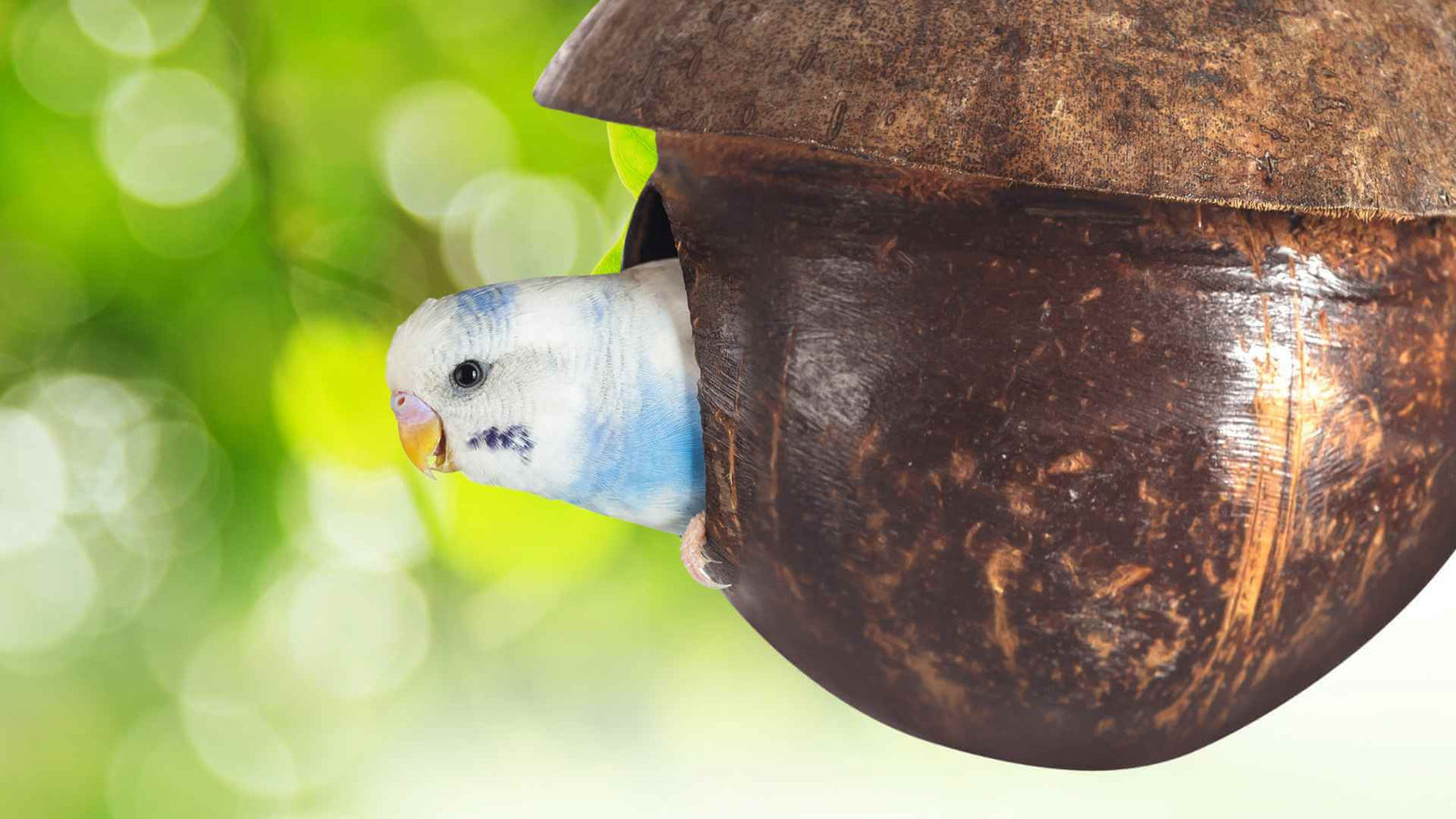 A selection of the best Budgie toys in Australia including forage boxes, natural chew toys and a seagrass hut