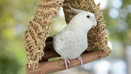 A Cockatiel with a selection of foraging, chewing and shredding toys