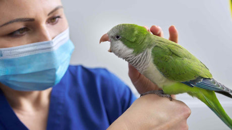 Australian parrot perched outdoors where wild birds can carry bird flu