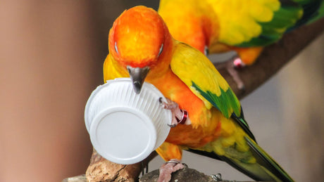 sun conure chewing on a paper bowl