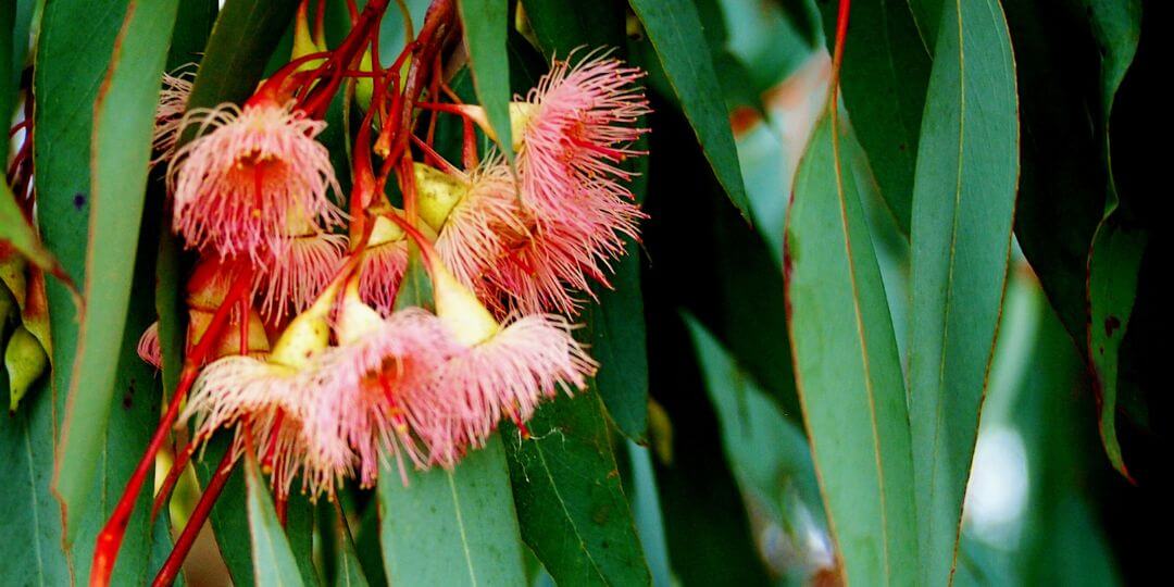 Bird Safe Plants