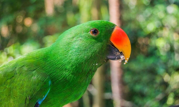 Feather Chef Eclectus Blend seed mix in a bowl