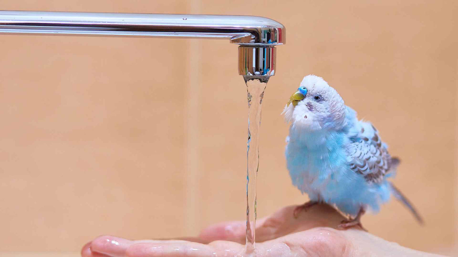 How to Keep Your Bird Cool in Summer