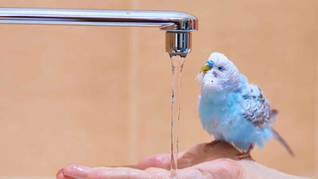 How to Keep Your Bird Cool in Summer