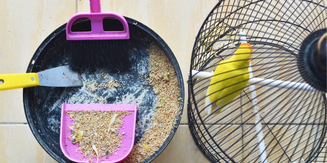 Bird cage