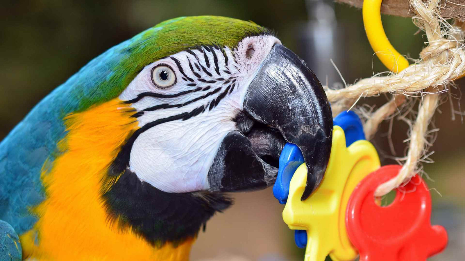 A Macaw with a selection of Java wood, stainless steel and shreddable foraging toys