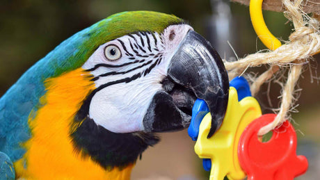 A Macaw with a selection of Java wood, stainless steel and shreddable foraging toys