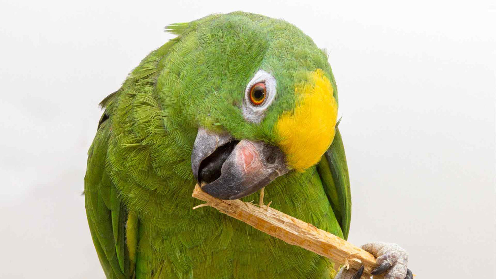 Parrot chewing a wooden bird toy hanging in its cage