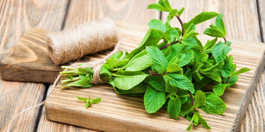Fresh herbs and spices that are safe for birds