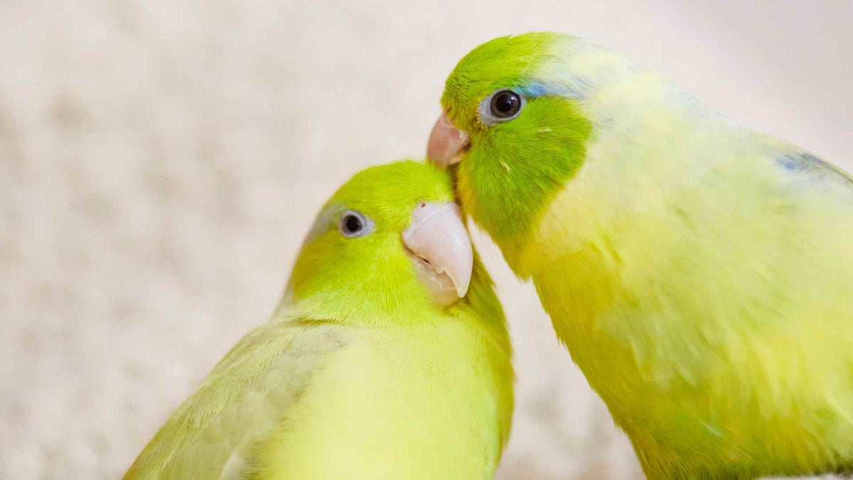 Should You Get a Second Bird? What to Think About First