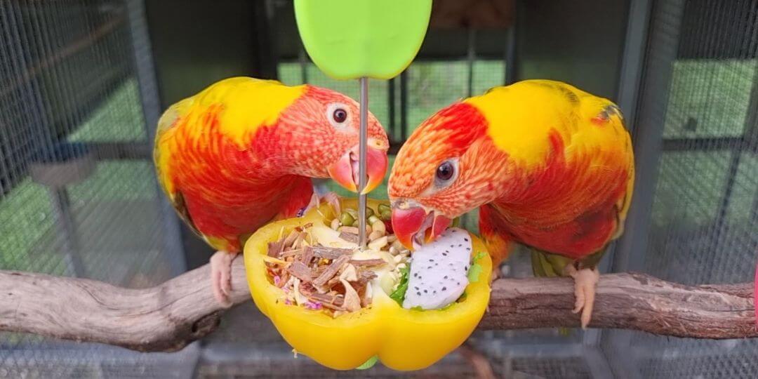 Capsicum stuffed with seed and vegetables as a foraging treat for parrots