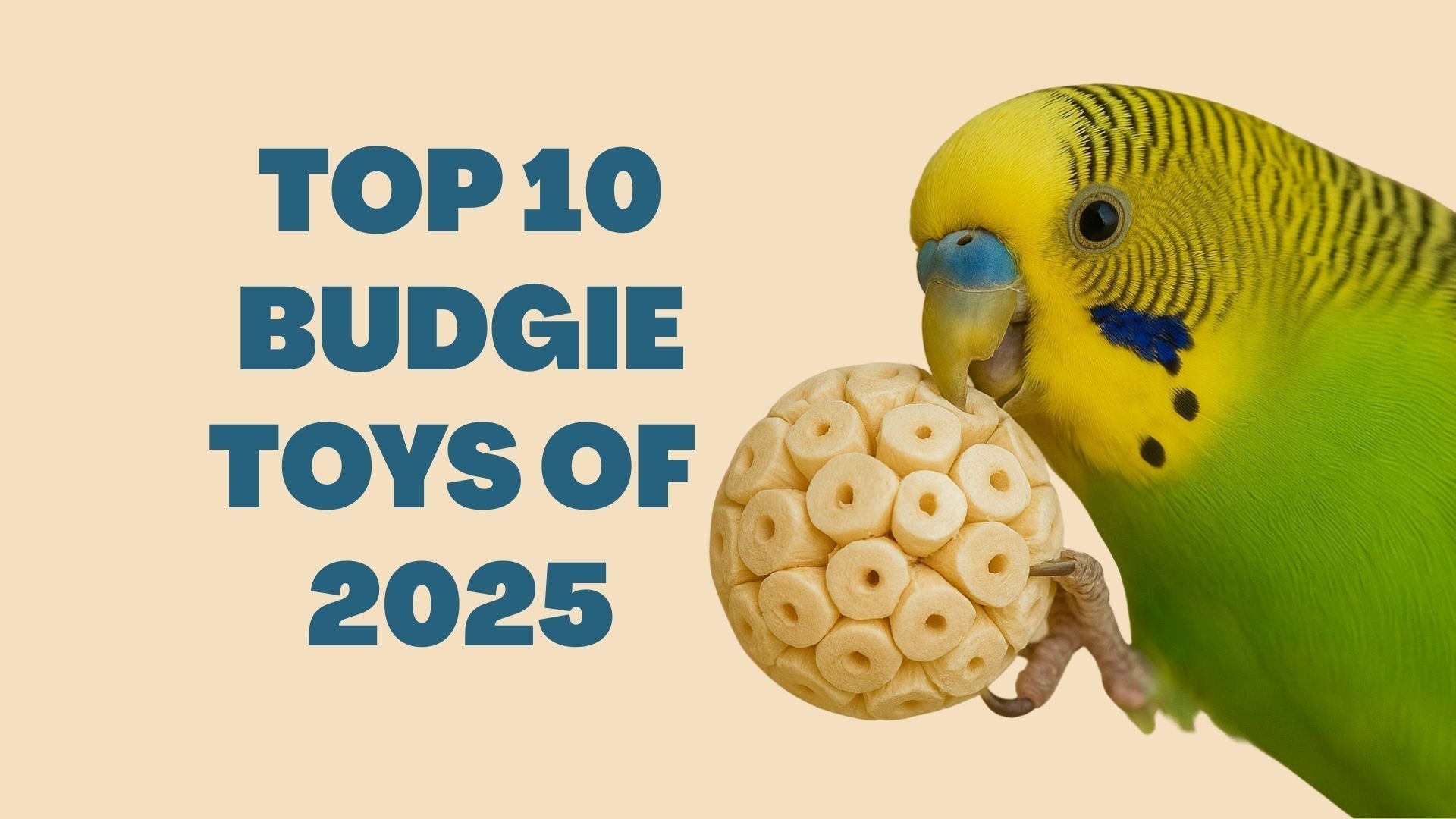 Top 10 Budgie Toys of 2025