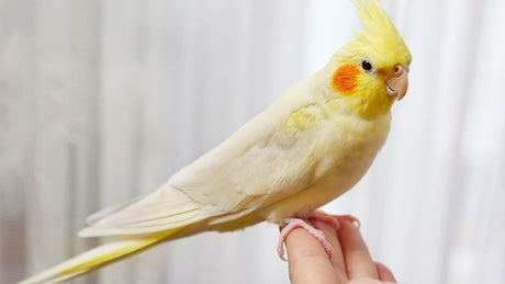 New bird checklist: what you need before bringing home a Budgie, Cockatiel or Parrot