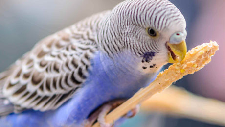 A Budgie's food bowl with seed blend, pellets and fresh vegetables at Queenslander Aviaries