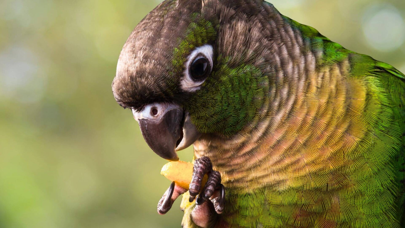 green cheeck conure holding food in foot and eating
