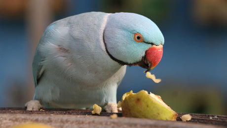 What to Feed an Indian Ringneck: Seed, Pellets, Fresh Food and Treats
