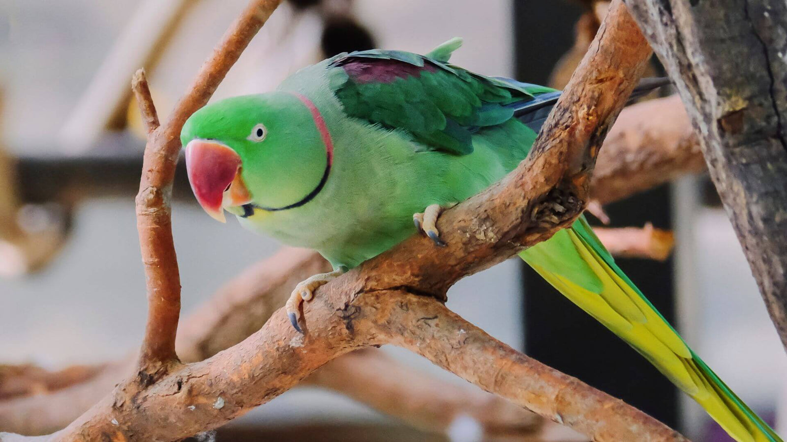 Alexandrine Parrot sitting on a perch