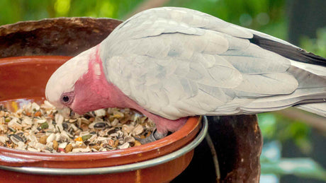 Galah eating from a bowl attached to the side of its cage