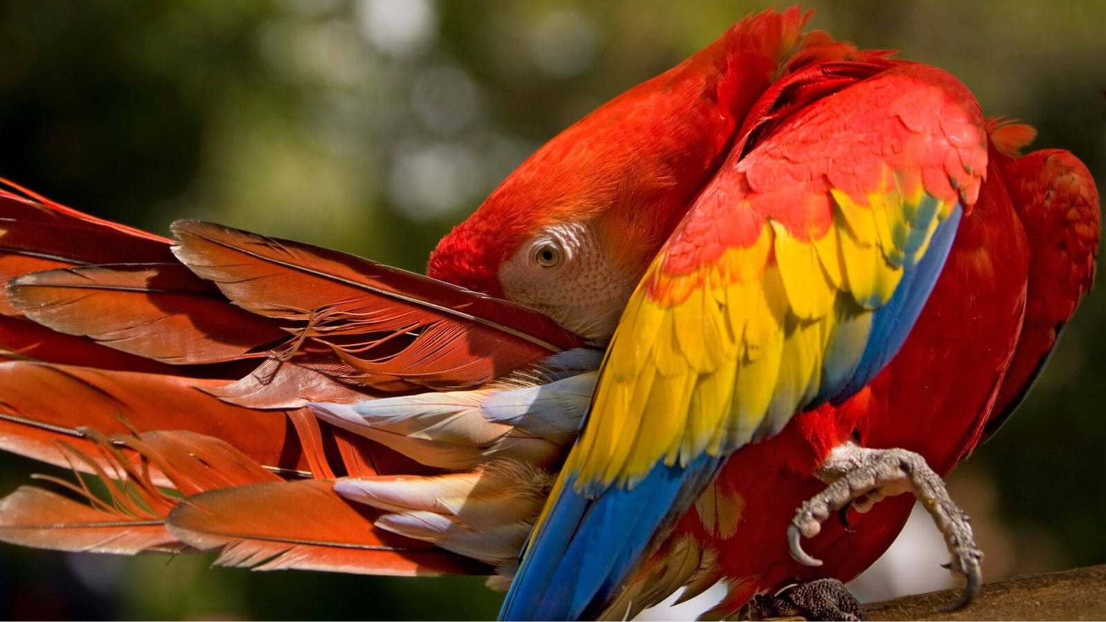 Bird Moulting: What Is Normal, What Is Not and How to Help