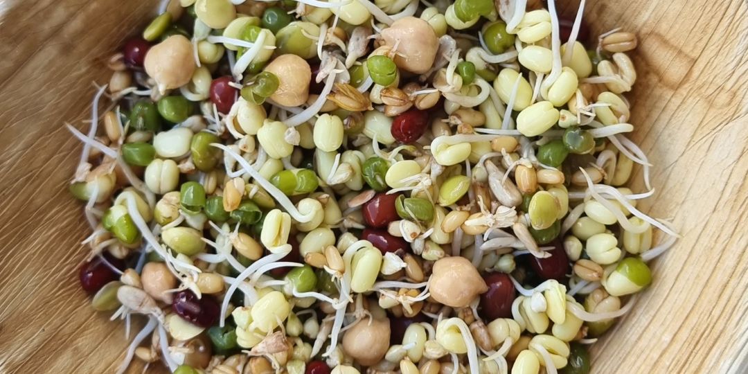 Guide to Sprouting Seed for Birds